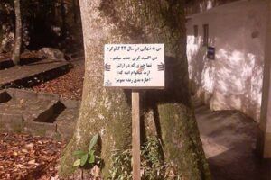 درخت و درخت کاری