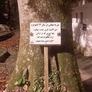 درخت و درخت کاری