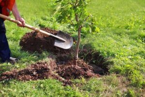 کاربرد بیل باغبانی و بهترین ابزار برای کاشت نهال