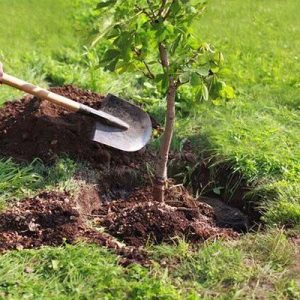 کاربرد بیل باغبانی و بهترین ابزار برای کاشت نهال