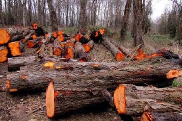 چوب جنگلی توسکا