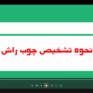 نحوه تشخیص چوب راش
