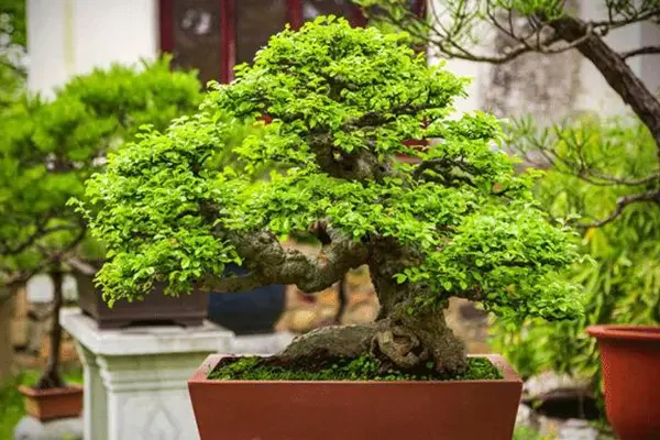 آموزش کاشت و پرورش درخت بونسای