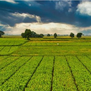 احیای زمین‌ کشاورزی آسیب دیده