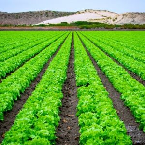 آموزش آبیاری زمین کشاورزی به روش سنتی
