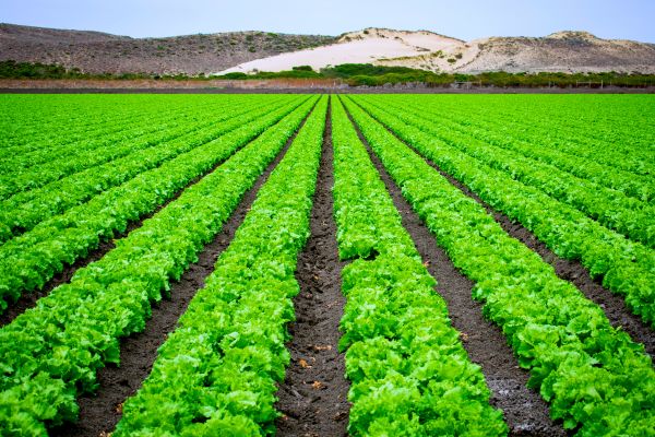آموزش آبیاری زمین کشاورزی به روش سنتی